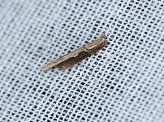Hypatima spathota