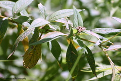 Leptodermis lanceolata