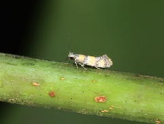 Promalactis lobatifera