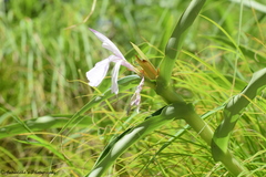 Roscoea purpurea