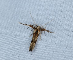 Stathmopoda stimulata