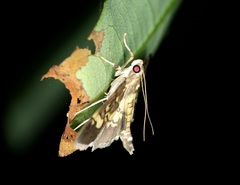 Uresiphita quinquigera