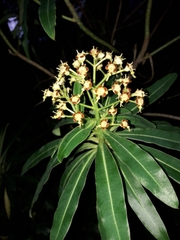 Euphorbia mellifera