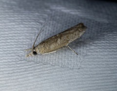 Culladia hastiferalis