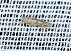 Metharmostis multilineata