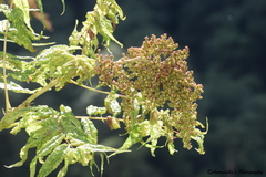 Sorbaria tomentosa