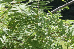 Sorbaria tomentosa