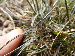 Luzula ulophylla