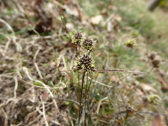 Luzula ulophylla