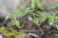 Geranium nepalense