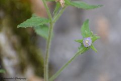 Campanula pallida