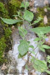 Campanula pallida