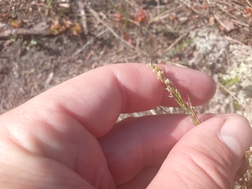 Mountain Ricegrass