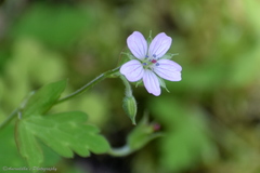 Geranium nepalense