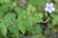 Geranium nepalense