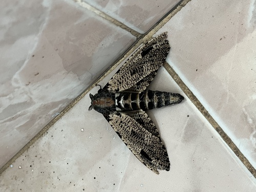 Xyleutes strix