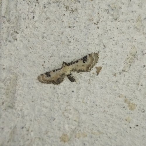 Lime-speck Pug photo 3