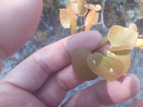 quaking aspen