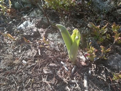 pink lady's slipper