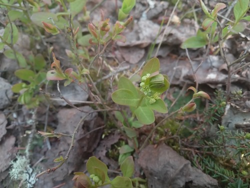Northern Comandra