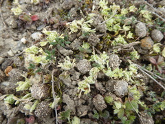 Ceratocephala pungens