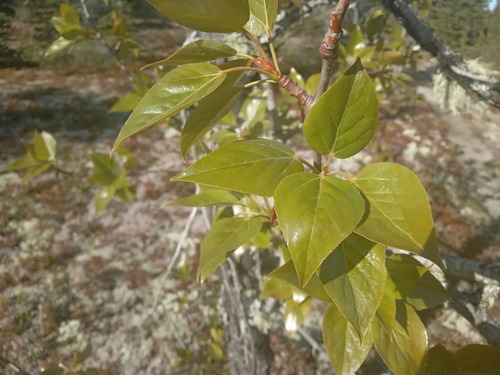 balsam poplar