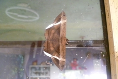 Hemeroblemma mexicana