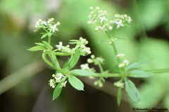 Galium elegans