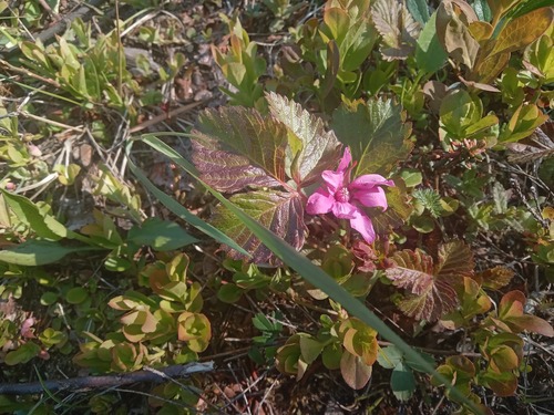 Arctic raspberry
