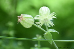 Silene indica