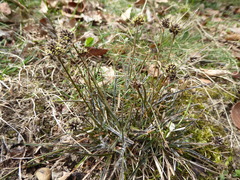 Luzula ulophylla