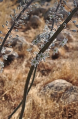 Drimia maritima