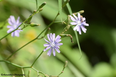 Lactuca dolichophylla