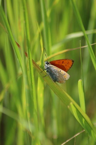 Lycaena dispar