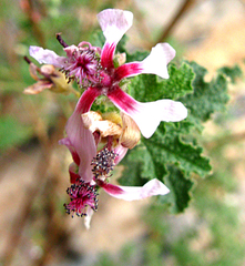 Anisodontea reflexa