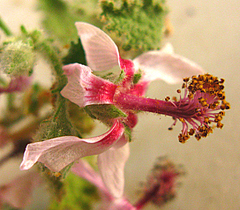 Anisodontea reflexa