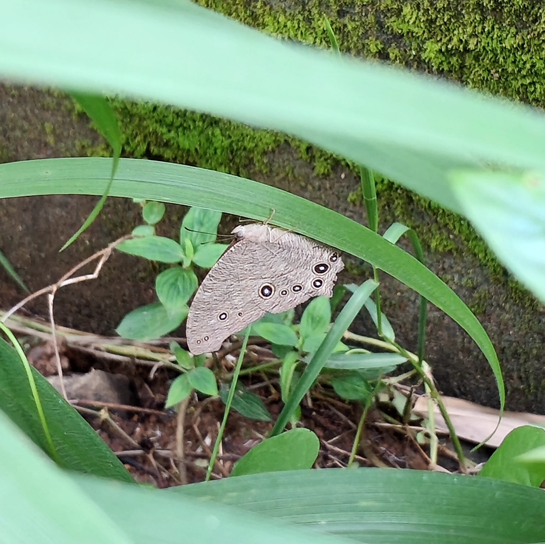 Common Evening Brown