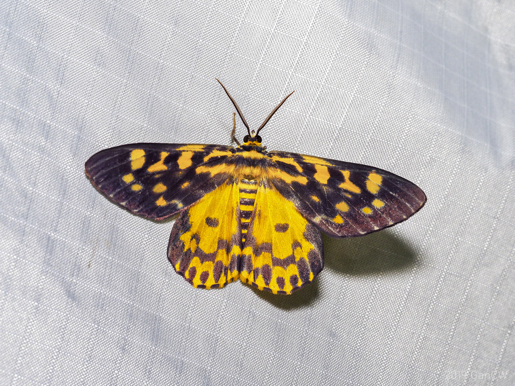 False Tiger Moths