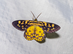 Dysphania bivexillata