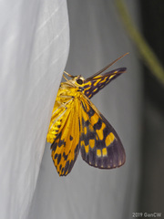 Dysphania bivexillata