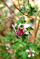 Anisodontea reflexa