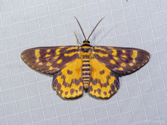 Dysphania bivexillata