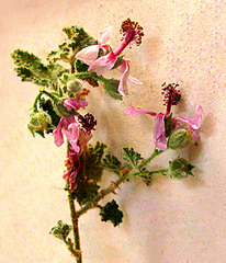 Anisodontea reflexa