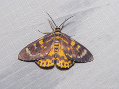 Dysphania bivexillata