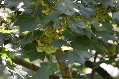 Acer cappadocicum