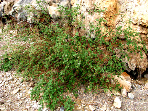 Anisodontea reflexa (Anisodontea reflexa)