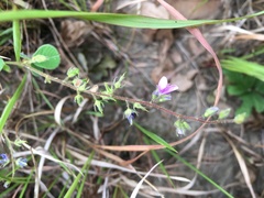 Pycnospora lutescens