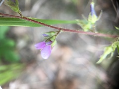 Pycnospora lutescens