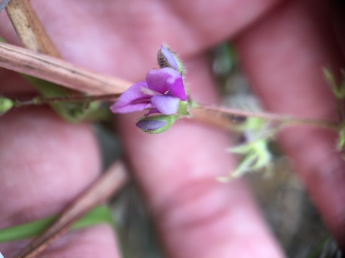 Pycnospora lutescens iNat (2)