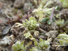 Ceratocephala pungens